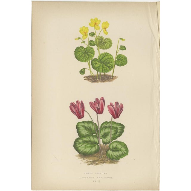 Wooster, Triptych of Alpine Flowers with Gentian, Cyclamen and Sedum, 1874, Prints, Set of 3 For Sale - Image 3 of 10