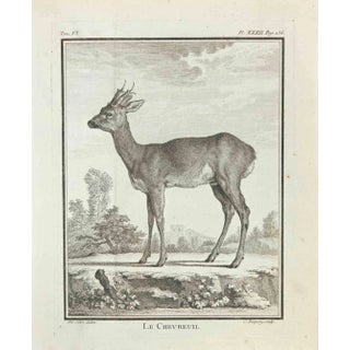 Jean Charles Baquoy, Le Chevreuil, Etching, 1771 For Sale