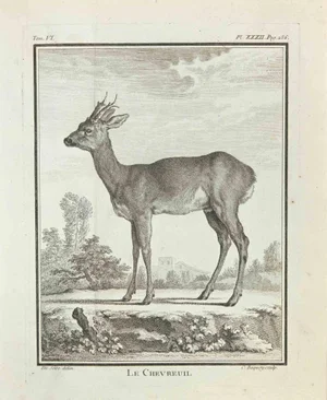 Jean Charles Baquoy, Le Chevreuil, Etching, 1771