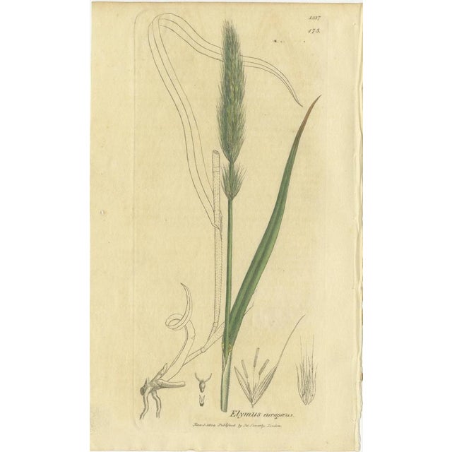 After James Sowerby, Botanical Illustrations of Bromus Brome Grasses, 1830s, Engravings, Set of 8 For Sale - Image 6 of 10