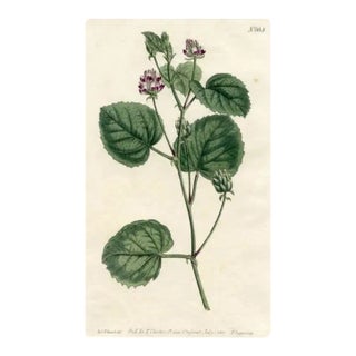 1803, Babchi Botanical Print, Curtis's Botanical Magazine, Original Antique Botanical Print, Engraving, England For Sale
