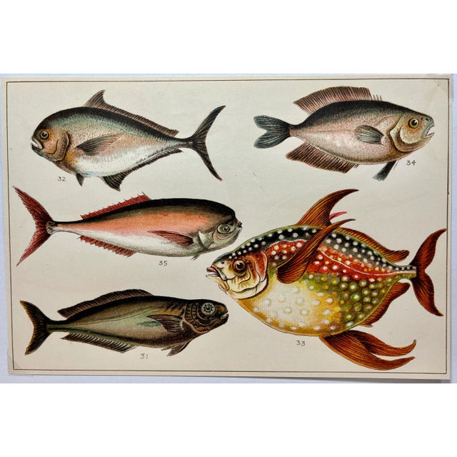 Illustration Antique Fish Print From England Featuring a Black Fish, Ray’s Bream, Opah, Medusa Fish & a Louvan - Circa 1902 For Sale - Image 3 of 9