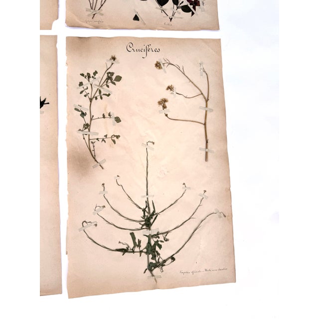 Oversized Antique French Herbarium Specimens – Set of 8 | Original 19th Century Pressed Botanical Collection From Paris For Sale - Image 13 of 17