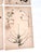 Oversized Antique French Herbarium Specimens – Set of 8 | Original 19th Century Pressed Botanical Collection From Paris For Sale - Image 13 of 17