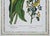 Late 20th Century Pair of Gilt-Framed Large Botanical Prints: Calla Lily & Passion Flower For Sale In Philadelphia - Image 6 of 7