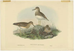 Gould, Pectoral Sandpiper, 1870, Paper