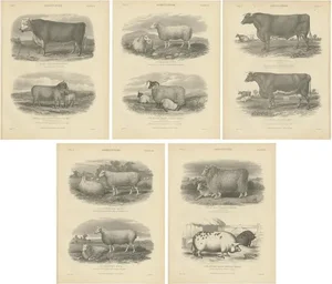 Encyclopaedia Britannica, Farm Animals, 1879, Paper, Set of 5