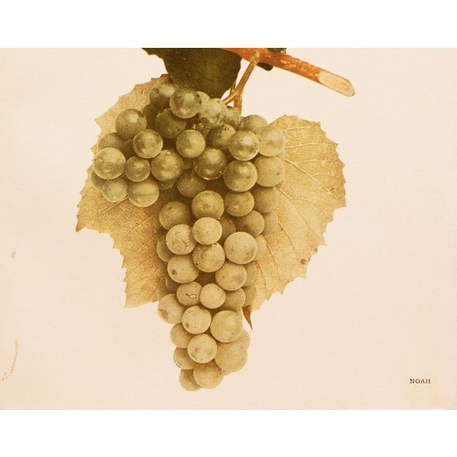 1900s U. P. Hedrick, Original Antique Photogravure of Noah Grapes For Sale - Image 4 of 7