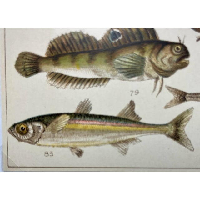 Antique Fish Print From England Featuring Catfish, Tompot, Shanny and Varieties of Blenny & Atherine Fish - Circa 1902 For Sale - Image 9 of 12