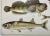 Antique Fish Print From England Featuring Catfish, Tompot, Shanny and Varieties of Blenny & Atherine Fish - Circa 1902 For Sale - Image 9 of 12