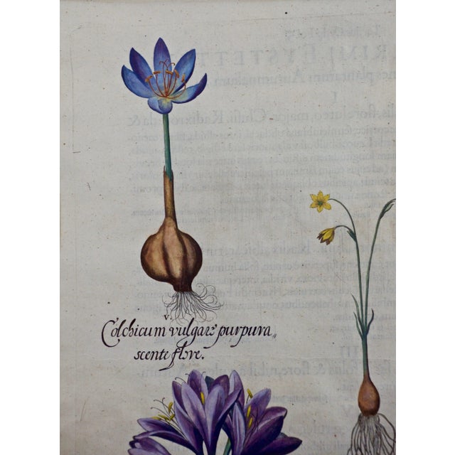 17th Century Autumn Snowflake and Meadow Saffron Flowers: A 17th C. Botanical Engraving by Basilius Besler Besler, 1613 For Sale - Image 5 of 6