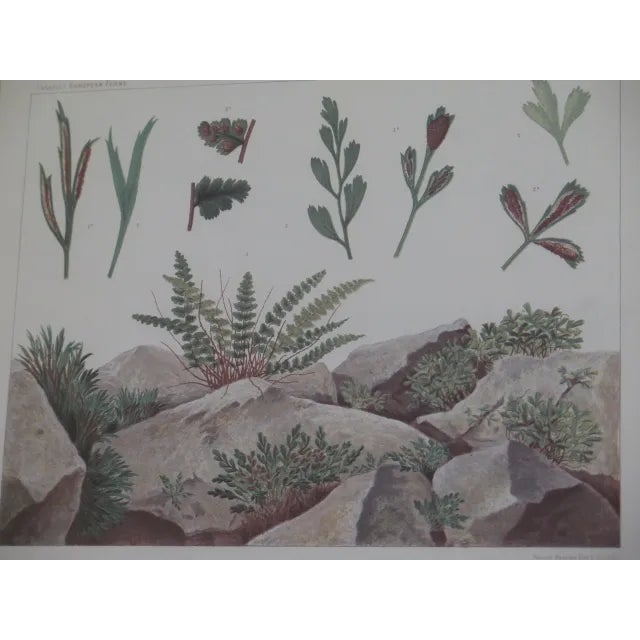 Vincent Brooks Day & Sons Decorative Lithograph Fern Prints - a Pair For Sale In Philadelphia - Image 6 of 13