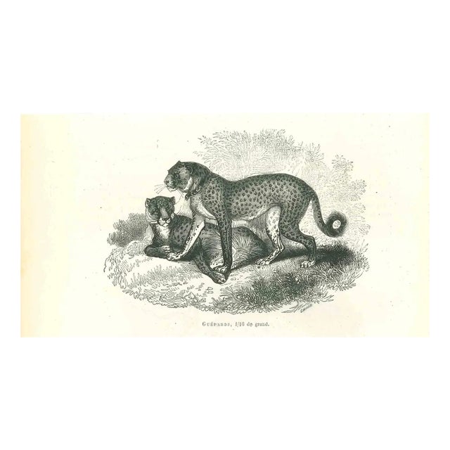 Paul Gervais, Cheetah, 1854, Lithograph For Sale