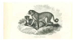 Paul Gervais, Cheetah, 1854, Lithograph