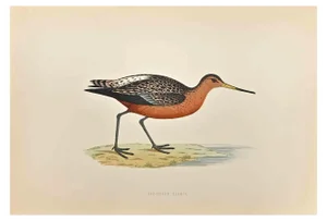 Alexander Francis Lydon, Bar-tailed Godwit, Woodcut Print, 1870