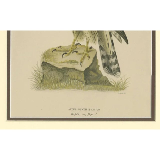 Northern Goshawk – Astur gentilis – Original 1917 Lithograph from "Skandinaviens Fåglar" Original antique bird print of...