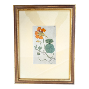 18th Century German Hand Colored Botanical Copper Engraving Print of Nasturtium