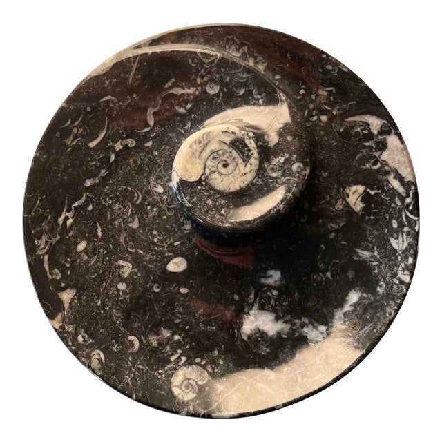Orthoceras Fossil Round Plate With Ammonite Ring For Sale
