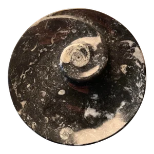 Orthoceras Fossil Round Plate With Ammonite Ring