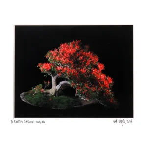 Kinsai Satsuki Azalea, Jonathan Singer