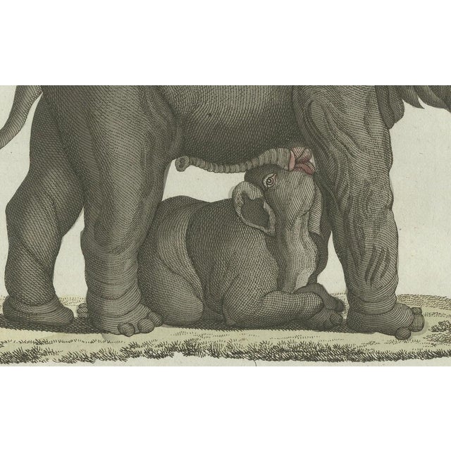 Paper Bertuch, Elephant and Mysterious Sukotyro, 1800, Engraving For Sale - Image 7 of 9