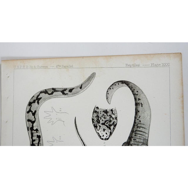 Antique mid 19th century lithograph on paper of amphibians, salamander book plate. Published by the US Pacific Railroad...