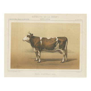 Borie, Mancelle Cow, French Cattle Breed, 1863, Chromolithograph For Sale