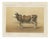 Borie, Mancelle Cow, French Cattle Breed, 1863, Chromolithograph For Sale