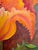Oil Painting - Floral For Sale - Image 11 of 14