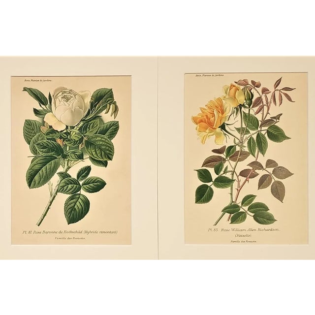 1893 Set of 2-French Antique Botanical Lithographs-Roses, Matted For Sale - Image 4 of 4