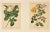 1893 Set of 2-French Antique Botanical Lithographs-Roses, Matted For Sale - Image 4 of 4