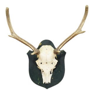 Black Forest Vintage Red Deer Trophy on Wooden Plaque, Germany 1920s For Sale