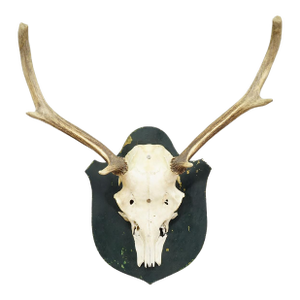 Black Forest Vintage Red Deer Trophy on Wooden Plaque, Germany 1920s