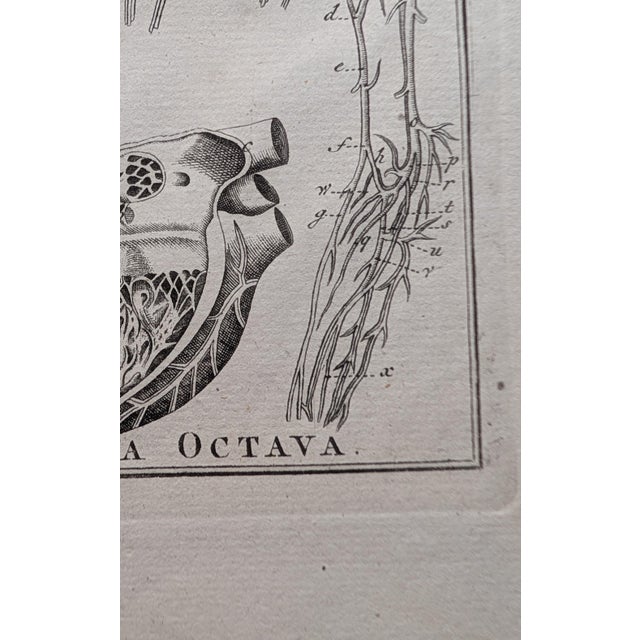 Antique Comparative Anatomy Engraving, c.1790 — Attrib. j.b. Elwe, 4 Tabulae For Sale - Image 4 of 6