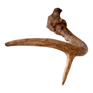 Vintage Natural Deer Antler For Sale