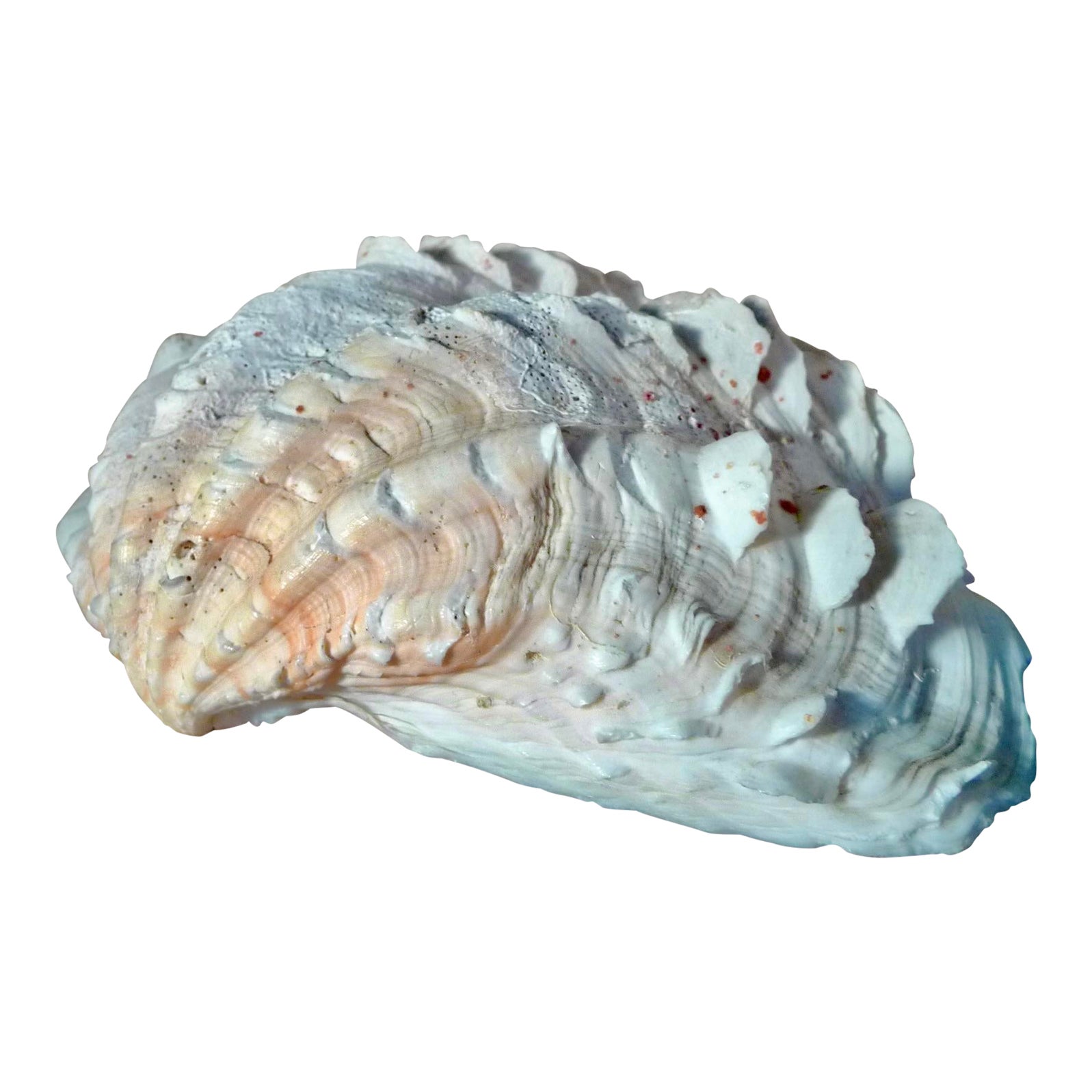 Ruffled Clamshell, Large, With Coral Color | Chairish