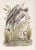 Jerome Trolliet, "Heron", Realist Bird Lithograph For Sale - Image 4 of 4