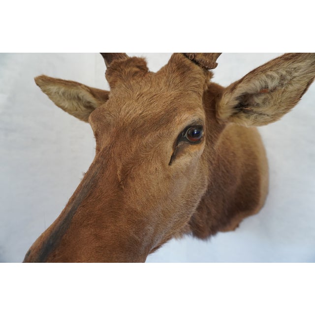 Elk Trophy Head Mount For Sale - Image 9 of 18