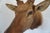 Elk Trophy Head Mount For Sale - Image 9 of 18