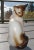 This vintage ceramic siamese cat is a bit aloof in is pose. It is a seal point siamese with dark eyes.