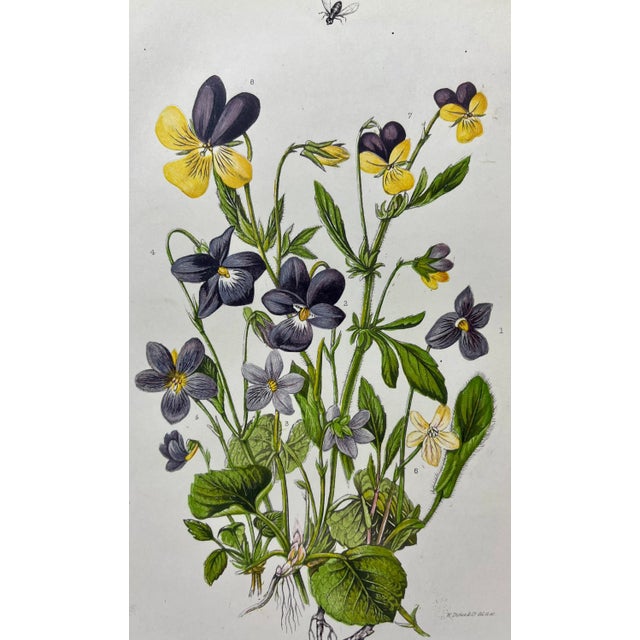 Late 19th Century Antique W. Dickes & Co Botanical Print From England Showcasing Varieties of Purple Violets and Pansy Flowers - Circa 1870 For Sale - Image 5 of 12