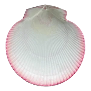 Antique 19th Century Wedgwood Pink Nautilus Pearlware Scallop Shell Dessert Dish or Plate