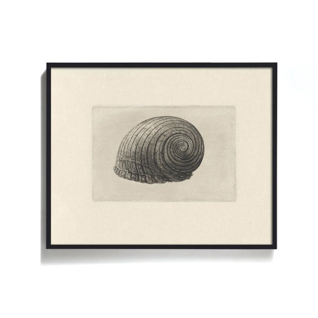 Antique Sea Shell Set of 9 - 11" X 14" Reproduction For Sale - Image 14 of 15