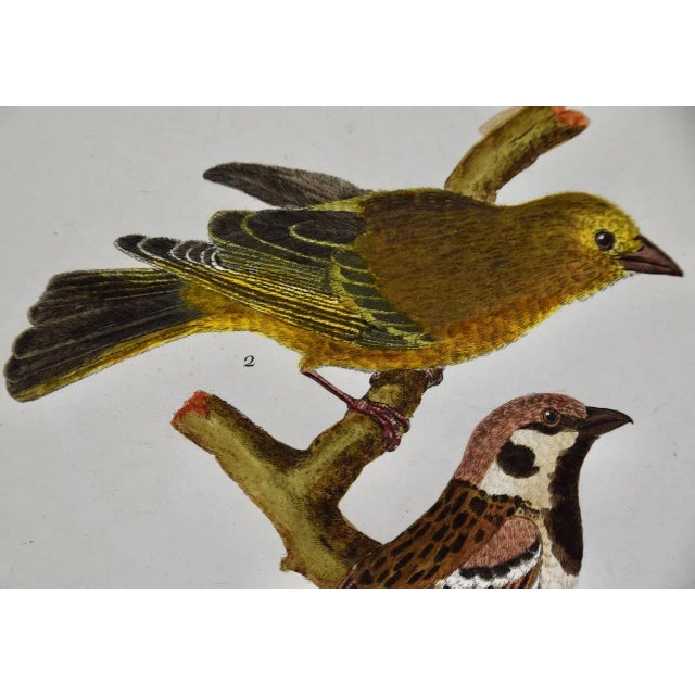 A Greenfinch & a Sparrow: An 18th Century Hand-Colored Engraving by Martinet, 1770 For Sale - Image 4 of 6