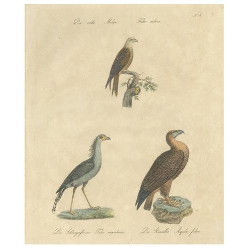 Karl Joseph Brodtmann, Birds of Prey, 1816, Lithograph For Sale - Image 9 of 9