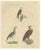 Karl Joseph Brodtmann, Birds of Prey, 1816, Lithograph For Sale - Image 9 of 9