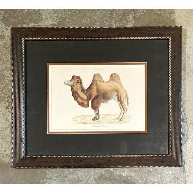Vintage Framed Camel Print For Sale - Image 9 of 12