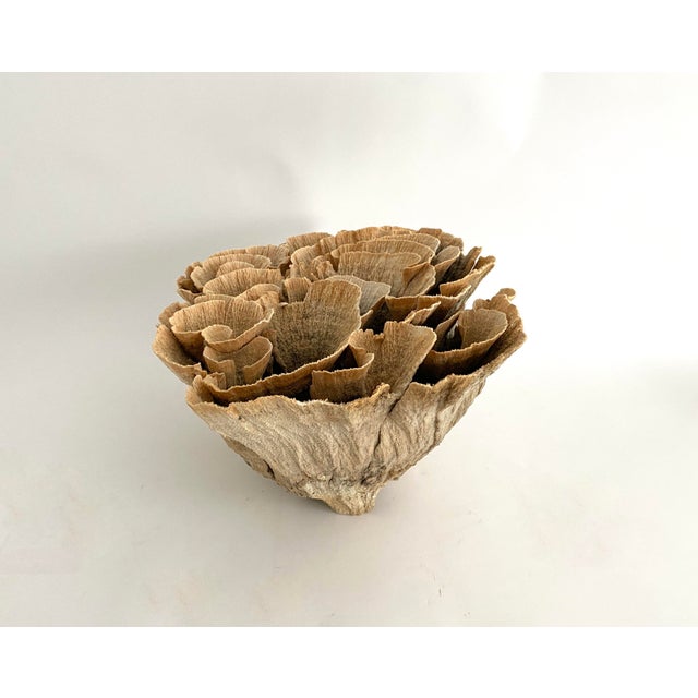 Shell Extraordinary Natural Unbleached Poca Coral Speciman For Sale - Image 7 of 10