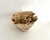 Shell Extraordinary Natural Unbleached Poca Coral Speciman For Sale - Image 7 of 10