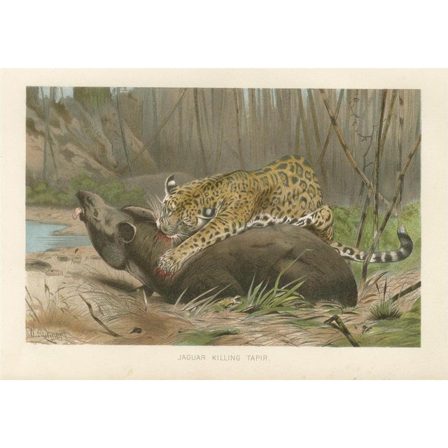 After Wilhelm Kuhnert, Jaguar Killing Tapir, 1894, Paper For Sale - Image 9 of 9